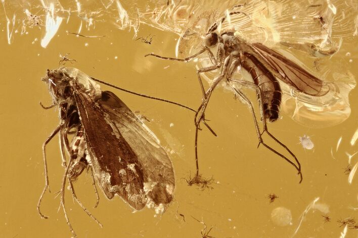 Detailed Fossil Caddisfly and Fungus Gnat In Baltic Amber #294356